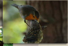 father feeding robin chick