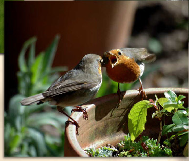 male robin feeding female robin