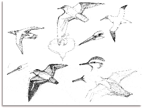 knots and gannet sketches